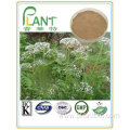 Natural health supplement valerian root extract powder